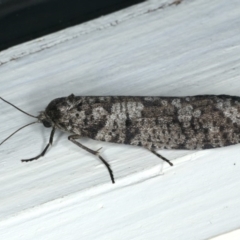 Lepidoscia (genus) (Unidentified cone case moth) at Ainslie, ACT - 22 Mar 2020 by jbromilow50