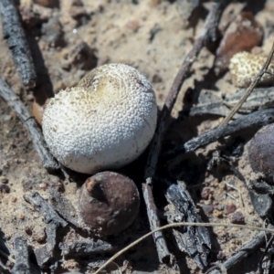 zz puffball at Hawker, ACT - 14 Feb 2020 09:35 AM