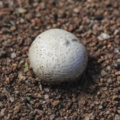 Calvatia sp. at Dunlop, ACT - 14 Feb 2020 by AlisonMilton