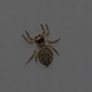 Maratus griseus at Higgins, ACT - 4 Mar 2020