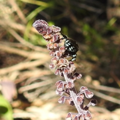 Thyreus caeruleopunctatus (Chequered cuckoo bee) at Acton, ACT - 20 Mar 2020 by HelenCross