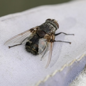 Rutilia (Donovanius) sp. (genus & subgenus) at Higgins, ACT - 14 Apr 2018