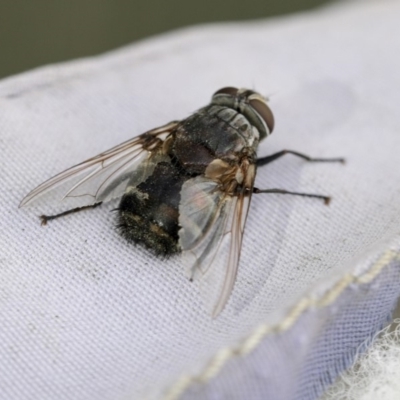 Rutilia (Donovanius) sp. (genus & subgenus) (A Bristle Fly) at Higgins, ACT - 14 Apr 2018 by AlisonMilton