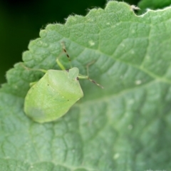 Nezara viridula (Green vegetable bug) at Higgins, ACT - 14 Apr 2018 by AlisonMilton