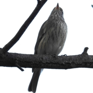 Pachycephala rufiventris at Kambah, ACT - 23 Mar 2020