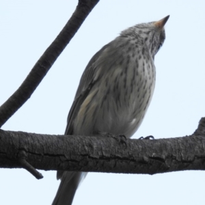 Pachycephala rufiventris at Kambah, ACT - 23 Mar 2020