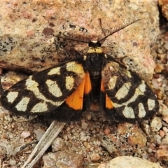 Asura lydia (Lydia Lichen Moth) at Wanniassa Hill - 23 Mar 2020 by JohnBundock