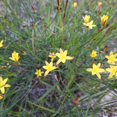 Tricoryne elatior (Yellow Rush Lily) at Kambah, ACT - 23 Mar 2020 by HelenCross