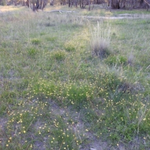 Tricoryne elatior at Kambah, ACT - 23 Mar 2020 06:26 PM