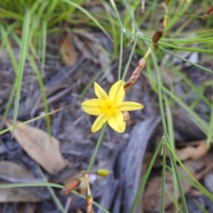 Tricoryne elatior at Kambah, ACT - 23 Mar 2020