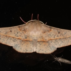 Antictenia punctunculus (A geometer moth) at Ainslie, ACT - 22 Mar 2020 by jbromilow50