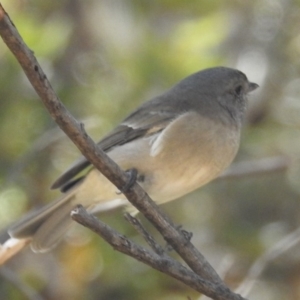 Pachycephala pectoralis at Acton, ACT - 18 Mar 2020