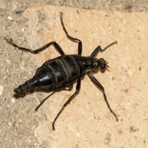 Boreoides subulatus at Higgins, ACT - 23 Apr 2018