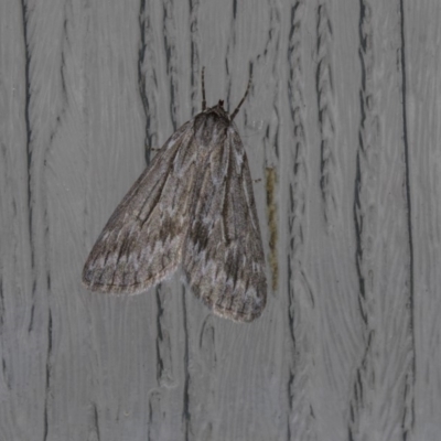 Chlenias nodosus (A geometer moth) at Higgins, ACT - 23 Apr 2018 by AlisonMilton