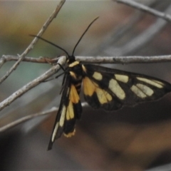 Amata (genus) (Handmaiden Moth) at Farrer Ridge - 23 Mar 2020 by JohnBundock