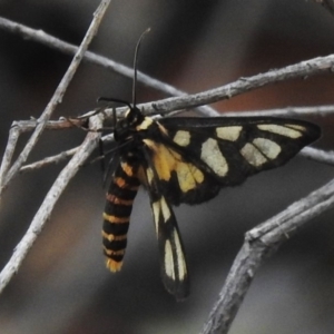 Amata (genus) at Farrer, ACT - 24 Mar 2020