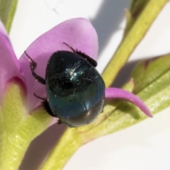 Saprinus (Saprinus) sp. (genus & subgenus) (Metallic hister beetle) at Higgins, ACT - 23 Apr 2018 by AlisonMilton
