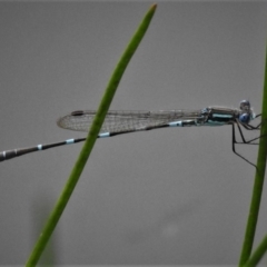 Austrolestes leda (Wandering Ringtail) at Farrer, ACT - 24 Mar 2020 by JohnBundock