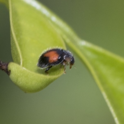 Diomus notescens (Little two-spotted ladybird) at Higgins, ACT - 1 Nov 2019 by AlisonMilton