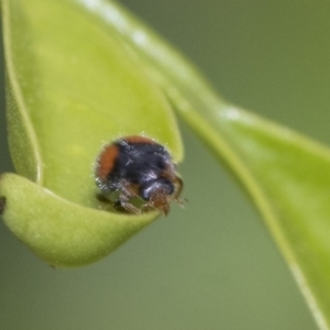 Diomus notescens at Higgins, ACT - 2 Nov 2019 09:25 AM