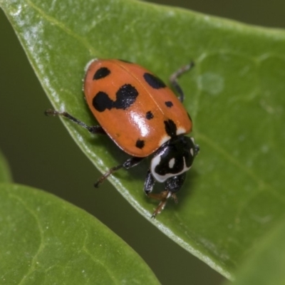 Hippodamia variegata (Spotted Amber Ladybird) at Higgins, ACT - 2 Nov 2019 by AlisonMilton