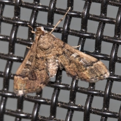 Nacoleia rhoeoalis (Spilomelinae) at Higgins, ACT - 19 Mar 2020 by AlisonMilton