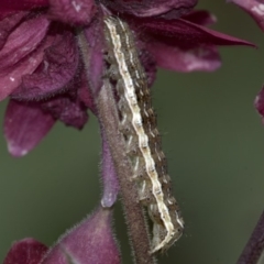 Helicoverpa (genus) (A bollworm) at Higgins, ACT - 2 Nov 2019 by AlisonMilton