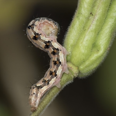 Helicoverpa (genus) (A bollworm) at Higgins, ACT - 2 Nov 2019 by AlisonMilton