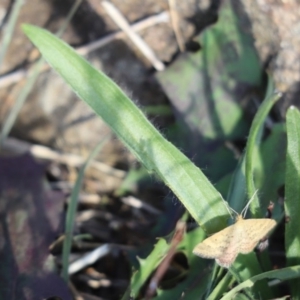 Scopula rubraria at Cook, ACT - 24 Mar 2020