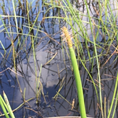 Eleocharis sphacelata (Tall Spike-rush) at Wollogorang, NSW - 24 Mar 2020 by JaneR