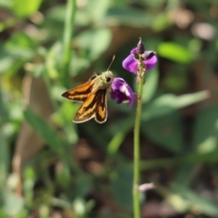 Ocybadistes walkeri (Green Grass-dart) at Mount Painter - 24 Mar 2020 by Tammy