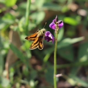 Ocybadistes walkeri at Cook, ACT - 24 Mar 2020