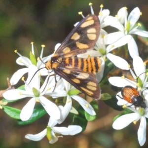 Amata (genus) at Molonglo Valley, ACT - 18 Mar 2020