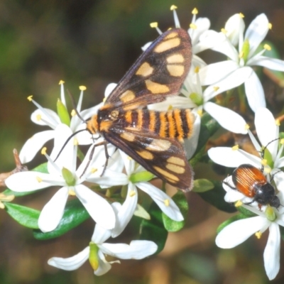 Amata (genus) (Handmaiden Moth) at Black Mountain - 18 Mar 2020 by Harrisi
