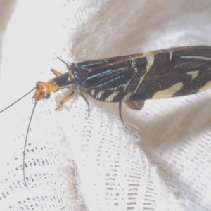 Porismus strigatus at Molonglo Valley, ACT - 18 Mar 2020