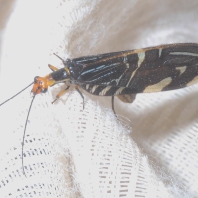 Porismus strigatus (Pied Lacewing) at Black Mountain - 18 Mar 2020 by Harrisi