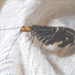 Porismus strigatus at Molonglo Valley, ACT - 18 Mar 2020