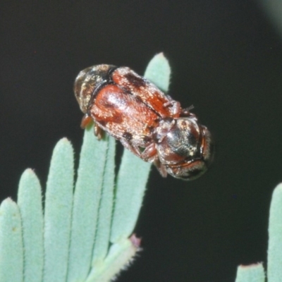 Elaphodes sp. (genus) (Leaf beetle) at Hackett, ACT - 18 Mar 2020 by Harrisi