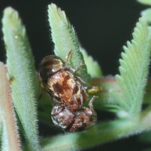 Elaphodes sp. (genus) at Hackett, ACT - 18 Mar 2020