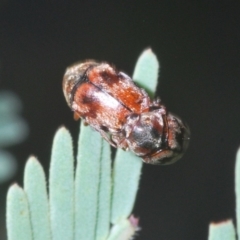 Elaphodes sp. (genus) at Hackett, ACT - 18 Mar 2020