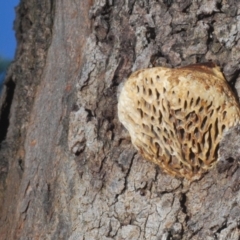 Hexagonia vesparia (Wasp Nest Polypore) at Mount Majura - 20 Mar 2020 by Harrisi