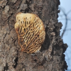 Hexagonia vesparia at Majura, ACT - 20 Mar 2020 12:36 PM