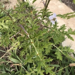 Solanum sisymbriifolium at Lawson, ACT - 24 Mar 2020