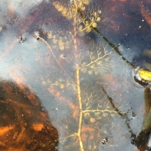 Utricularia sp. (australis or gibba ssp exoleta) at Wollogorang, NSW - 24 Mar 2020