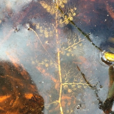 Utricularia sp. (australis or gibba ssp exoleta) (Suspended Water Plant, Bladderwort) at Wollogorang, NSW - 24 Mar 2020 by JaneR