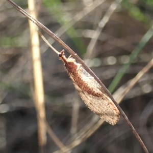 Stenosmylus stenopterus at Cook, ACT - 22 Mar 2020