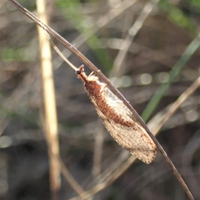 Stenosmylus stenopterus (An Osmylid Lacewing) at Mount Painter - 22 Mar 2020 by CathB