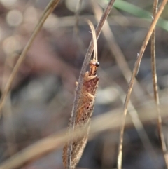 Stenosmylus stenopterus at Cook, ACT - 22 Mar 2020