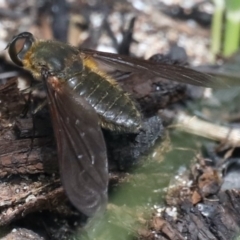 Comptosia sp. (genus) (Unidentified Comptosia bee fly) at Rosedale, NSW - 22 Mar 2020 by jb2602