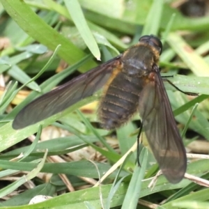 Comptosia sp. (genus) at Rosedale, NSW - 22 Mar 2020 11:27 AM